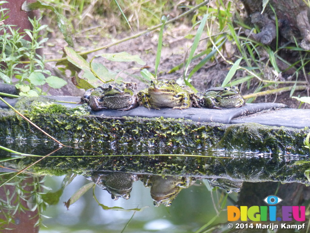 FZ008101 Marsh frogs (Pelophylax ridibundus) on ledge